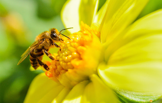 Beauty and the Bees