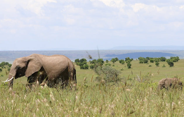 The Chantecaille Family Visits Sheldrick Wildlife Trust in Kenya