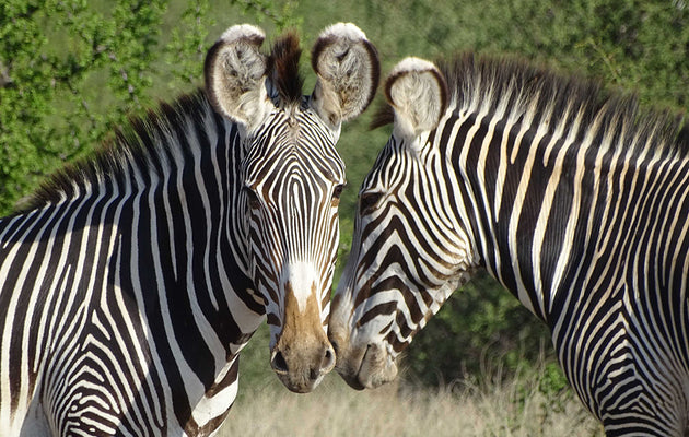 Earning Their Stripes