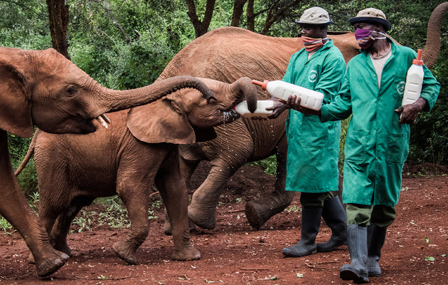 Adopt a Rescued Orphan Elephant