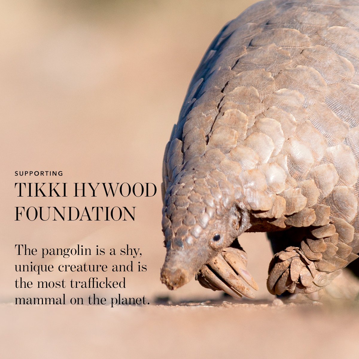 Pangolin