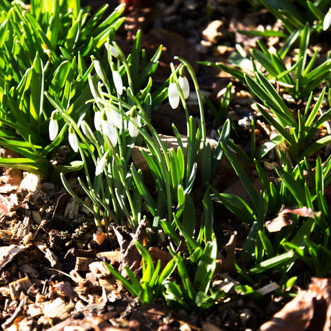 Snowdrops at The Knitter's Yarn