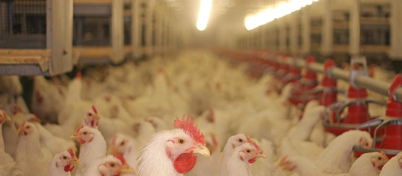 Poultry Processing