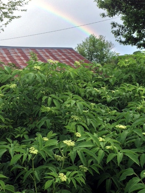 Elderberries on the Farm