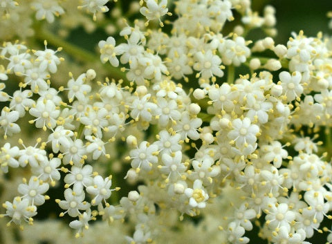 Norm's Farms Elderflower