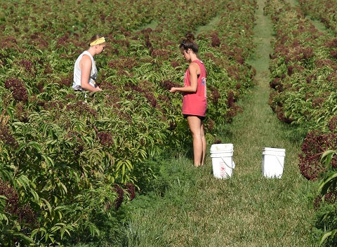 Norm's Farms Elderberry Harvest