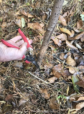 Harvesting an Elderberry Cane