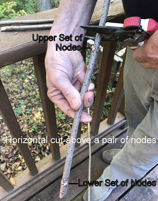 Horizontal Cut above a Leaf Node Pair