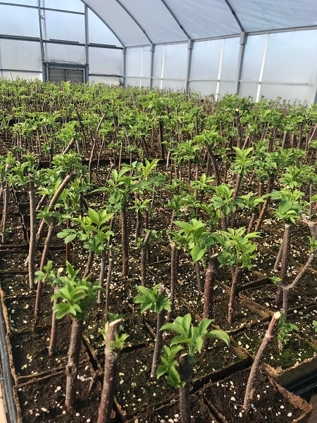 Greenhouse Full of Elderberries