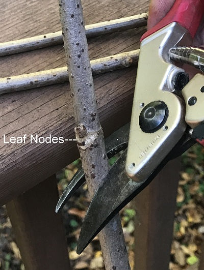 Identifying Leaf Nodes