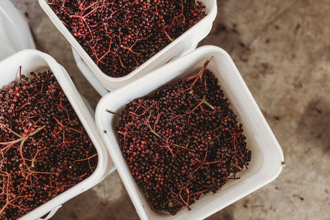 Harvested Elderberries in Buckets