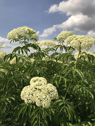 Elderflowers against a cloud fill sky