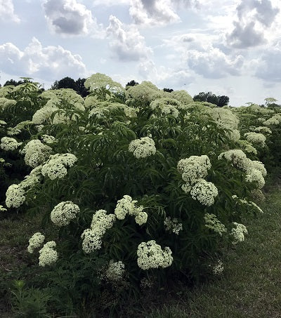 Elderberry, Andrew and His Bees