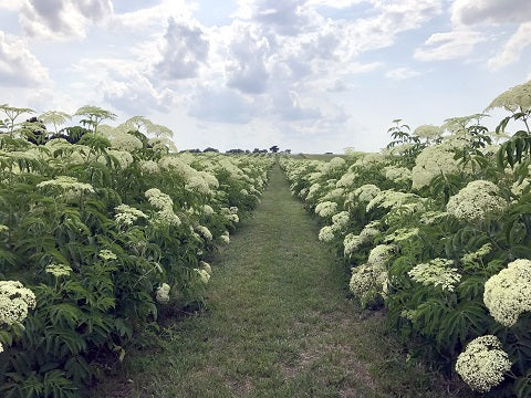 Norm's Farms Elderflower Fields