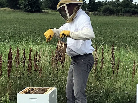 Elderberry, Andrew and His Bees