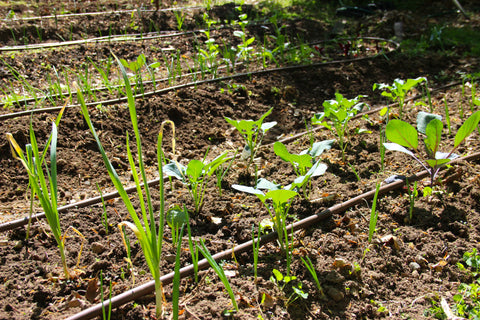 Covid Victory Garden