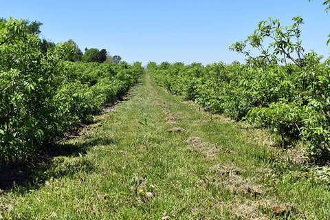 Norm's Farms_Elderberry Field in the Spring_2019