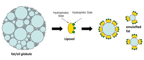 how liposol works to help fat digestion in poultry
