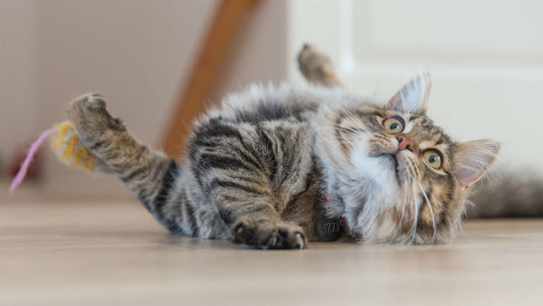 Tabby Cat Playing with a Cat Toy