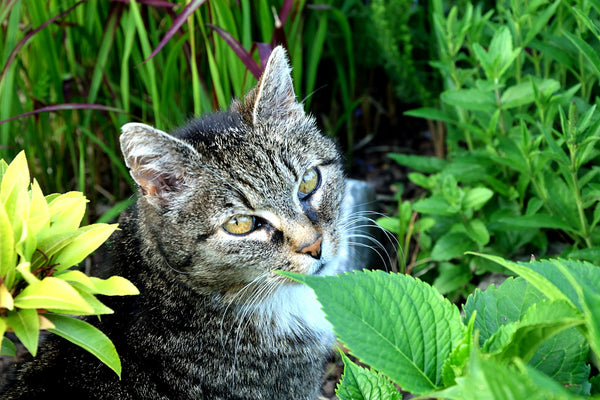 Essential Oils Harmful To Cats