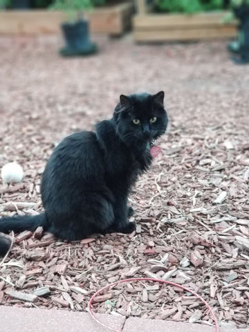 Black Cat Looking Very Regal