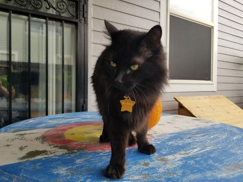 Black Cat Hanging Our Outside