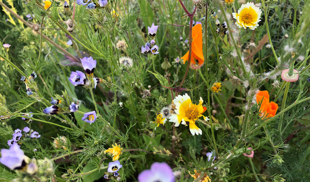 California Wildflowers