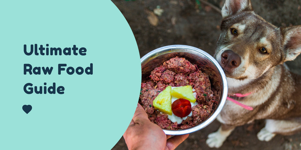 how long does raw dog food take to digest