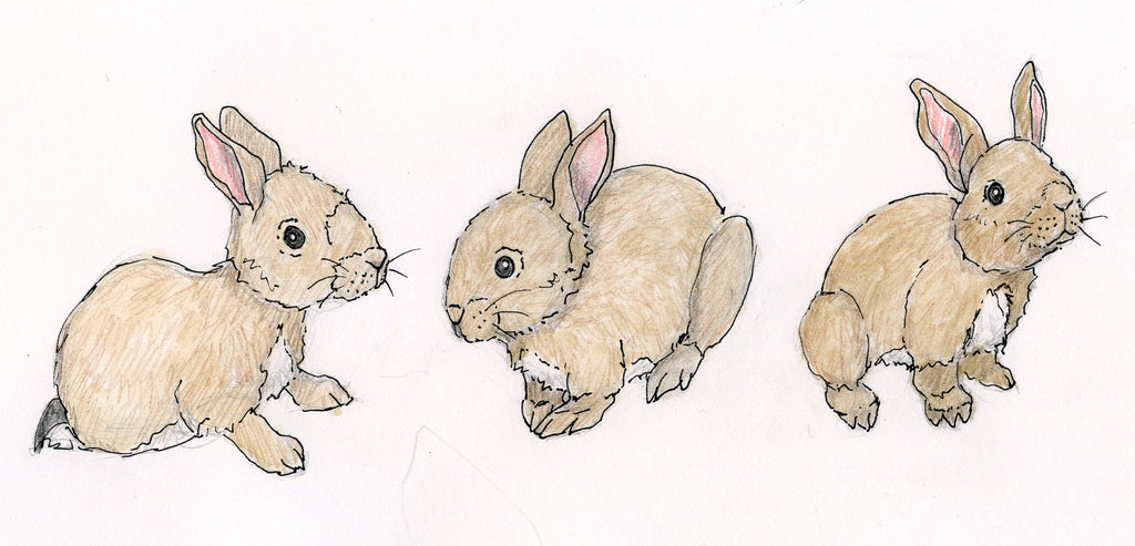 Easter baby bunnies