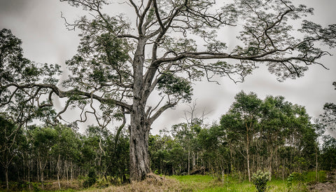 Koa tree