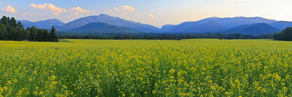 panoramic view of mt colden mt jo and wright peak with a huge field of yellow canola flowers in the forefround in the high peak region of the adirondack mountains.