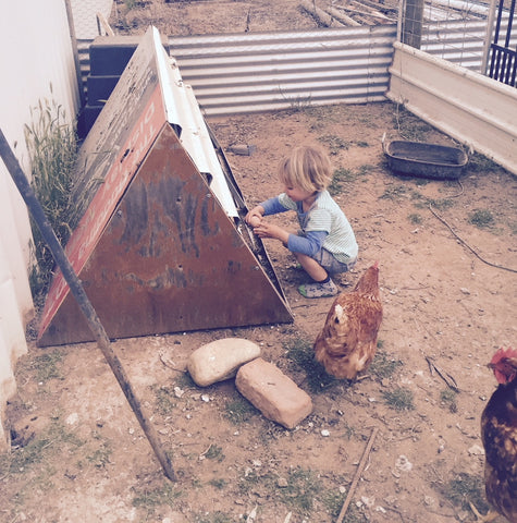 boy collecting chicken eggs