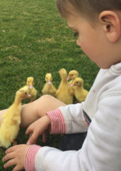 newly_hatched_ducklings_brookfield_poultry_equipment