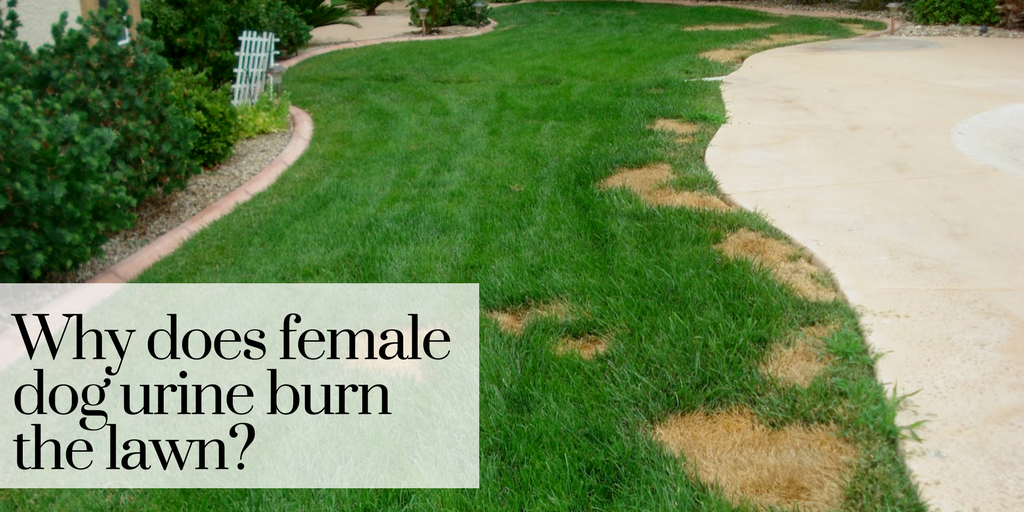 What Causes Female Dog Urine To Kill Grass