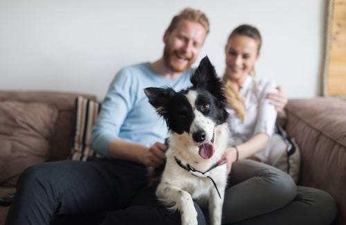 couple relaxing on couch with dog