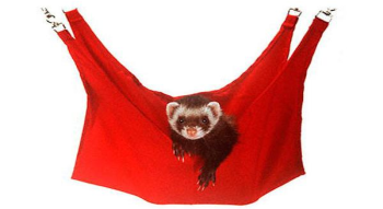 Ferret Hammock