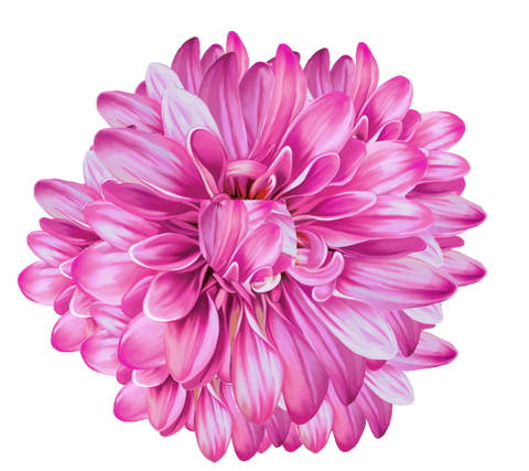 Krysanthemum