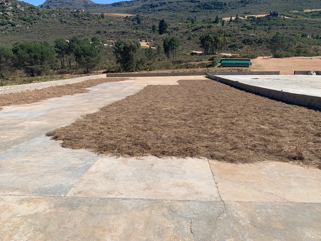 Drying Plane for Rooibos