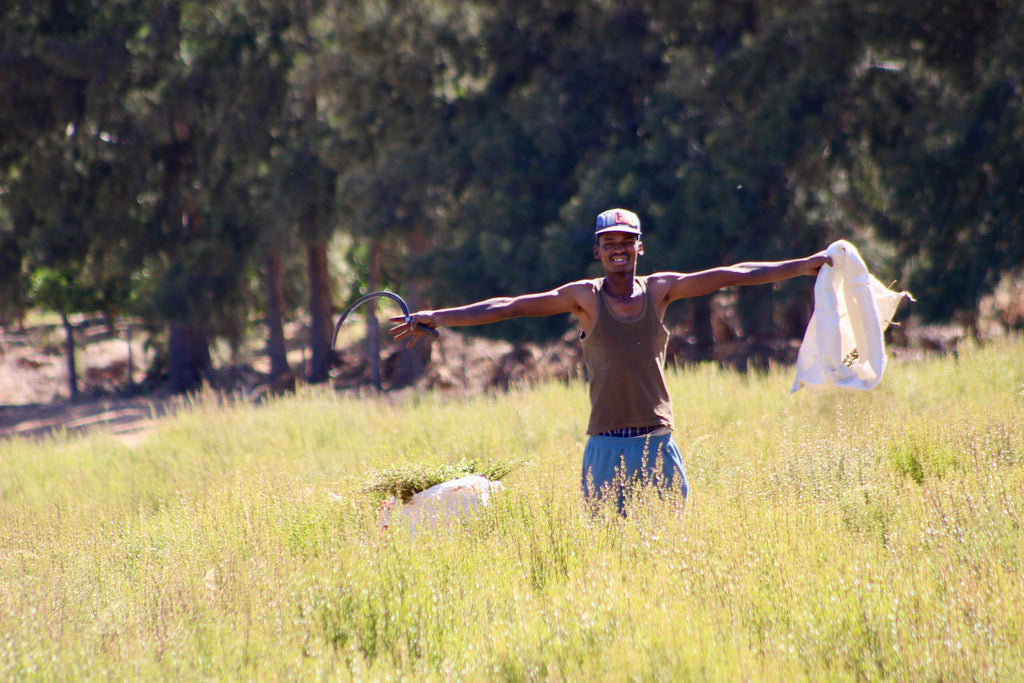 Khoisan Man in Buchu Farm