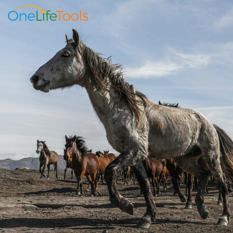 Wild horses running wild like the jumbled thoughts of career development clients 