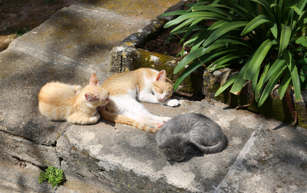 Moroccan Kittens