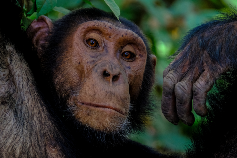 Chimpanzee eden, mbombela, nelspruit