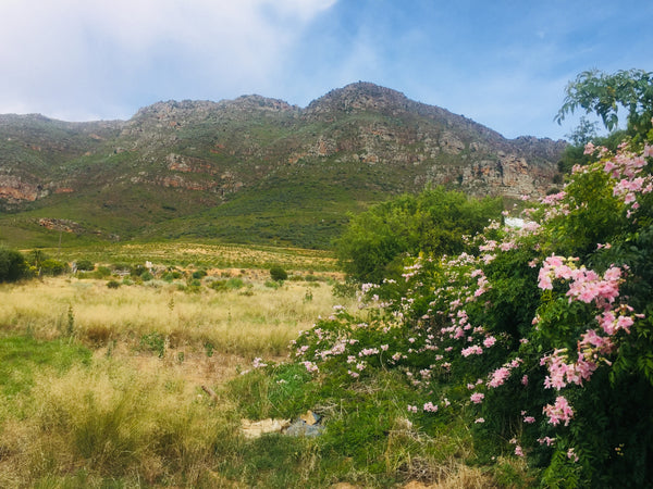 Riebeek Valley Swartland Cape Town