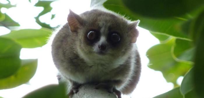 Bushbaby, Bushbaby Animal Sanctuary, things to do in SA, South Africa