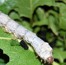 Silkworm