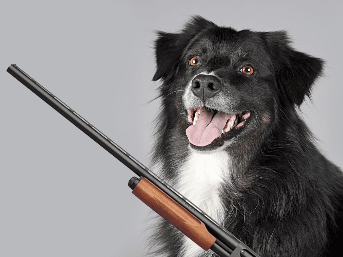 Dog Shoots His Owner on Hunting Trip, Owner Says Dog "Still a Good Boy"