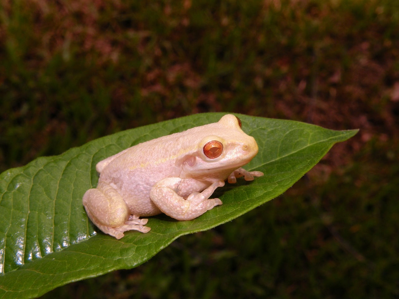 white tree frog pet