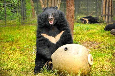 Kevin - Our Sonsored Moon Bear
