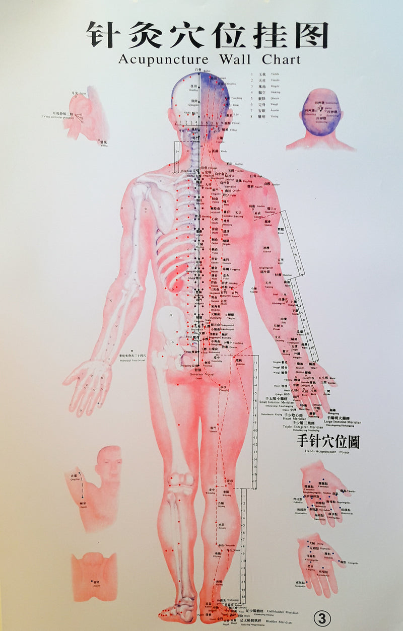Acupuncture_Chart__Male_Back_800x.jpg?v=1509946064