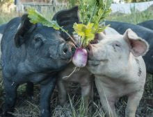 Colorado Pasture Pork Pigs 